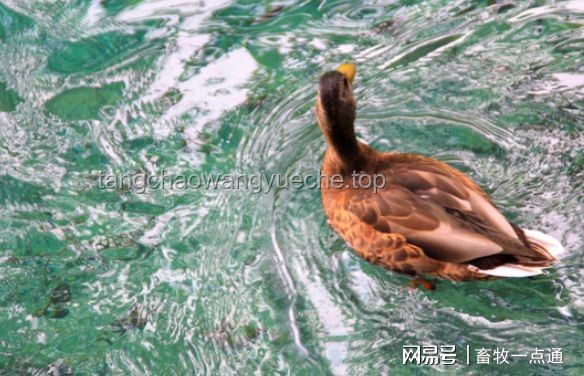 **鴨子與人工清除浮萍的對比分析** **鴨子與人工清除浮萍的對比分析**