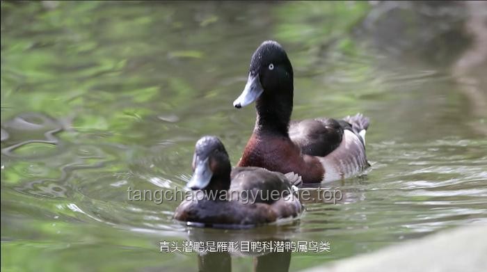 **鴨子與人工清除浮萍的對比分析** **鴨子與人工清除浮萍的對比分析**