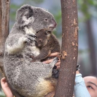 紅山動(dòng)物園辟謠背后：動(dòng)物園行業(yè)的深度洞察與未來(lái)展望