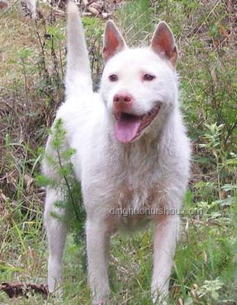 中國(guó)下司犬爆火海外:獵犬之王引領(lǐng)行業(yè)新風(fēng)潮 ??, 獵犬, 文化輸出, 寵物經(jīng)濟(jì), 遺傳資源保護(hù) 中國(guó)下司犬爆火海外:獵犬之王引領(lǐng)行業(yè)新風(fēng)潮 ??, 獵犬, 文化輸出, 寵物經(jīng)濟(jì), 遺傳資源保護(hù)
