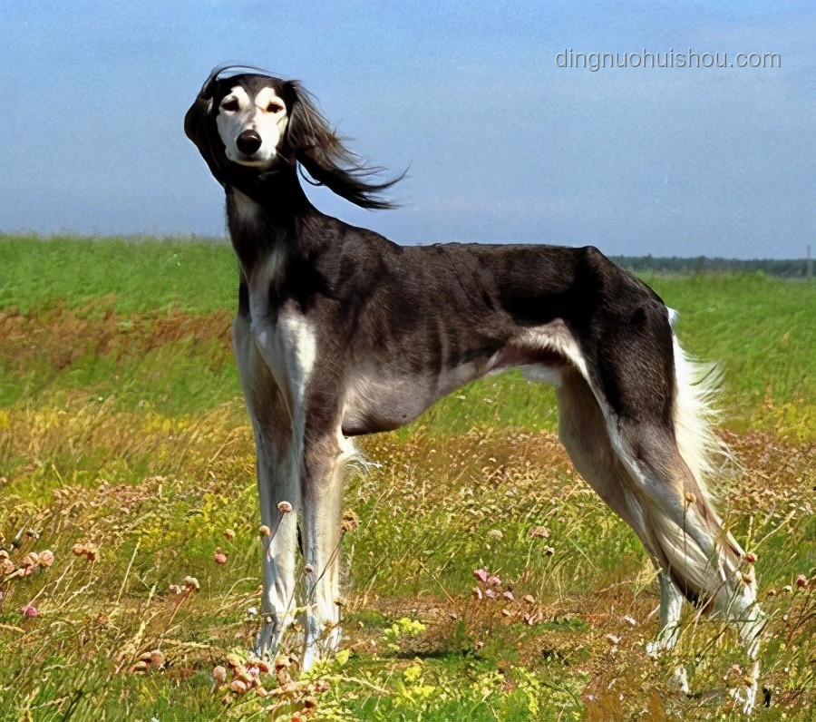 中國(guó)下司犬爆火海外:獵犬之王引領(lǐng)行業(yè)新風(fēng)潮 ??, 獵犬, 文化輸出, 寵物經(jīng)濟(jì), 遺傳資源保護(hù) 中國(guó)下司犬爆火海外:獵犬之王引領(lǐng)行業(yè)新風(fēng)潮 ??, 獵犬, 文化輸出, 寵物經(jīng)濟(jì), 遺傳資源保護(hù)