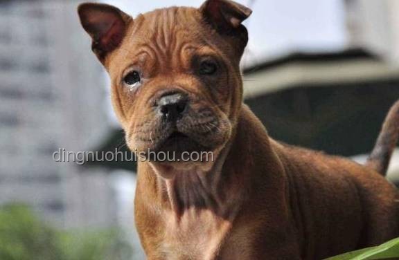 中國(guó)下司犬爆火海外:獵犬之王引領(lǐng)行業(yè)新風(fēng)潮 ??, 獵犬, 文化輸出, 寵物經(jīng)濟(jì), 遺傳資源保護(hù) 中國(guó)下司犬爆火海外:獵犬之王引領(lǐng)行業(yè)新風(fēng)潮 ??, 獵犬, 文化輸出, 寵物經(jīng)濟(jì), 遺傳資源保護(hù)