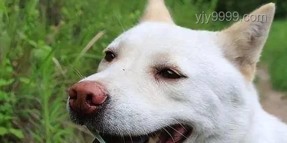 中國(guó)下司犬外網(wǎng)爆火:全面掌握“中國(guó)狗王”的養(yǎng)護(hù)秘籍 中國(guó)下司犬外網(wǎng)爆火:全面掌握“中國(guó)狗王”的養(yǎng)護(hù)秘籍