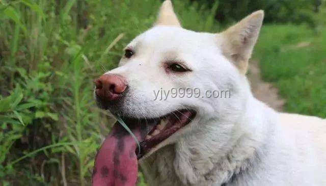 中國(guó)下司犬外網(wǎng)爆火:全面掌握“中國(guó)狗王”的養(yǎng)護(hù)秘籍 中國(guó)下司犬外網(wǎng)爆火:全面掌握“中國(guó)狗王”的養(yǎng)護(hù)秘籍