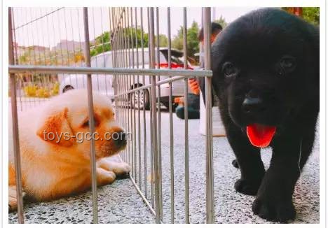 **警犬老周的“實(shí)習(xí)生拒絕記”** **警犬老周的“實(shí)習(xí)生拒絕記”**