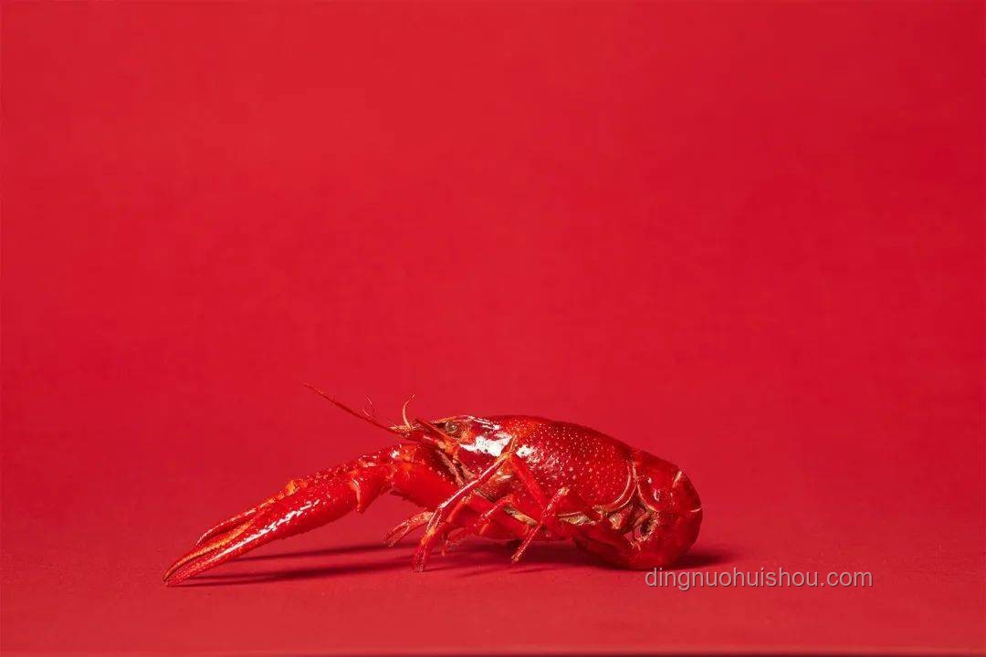 赤甲紅VS彩虹螳螂蝦：海產(chǎn)養(yǎng)殖的巔峰對(duì)決與行業(yè)洞察