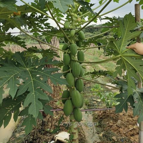 **“熱帶水果自由”時代來臨:價格、品質、供應鏈與消費者體驗的全面對比** **“熱帶水果自由”時代來臨:價格、品質、供應鏈與消費者體驗的全面對比**