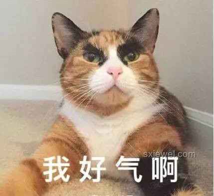 大司馬貓meme:網(wǎng)絡(luò)迷因的娛樂與情感共鳴 大司馬貓meme:網(wǎng)絡(luò)迷因的娛樂與情感共鳴