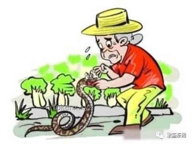 被蛇咬后的應(yīng)急處理將更趨科學(xué)規(guī)范化 被蛇咬后的應(yīng)急處理將更趨科學(xué)規(guī)范化