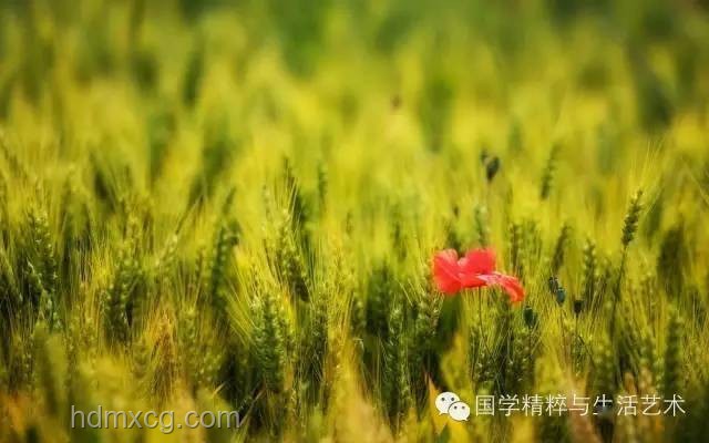 今日芒種，播種創(chuàng)新之種：跨界融合播種未來