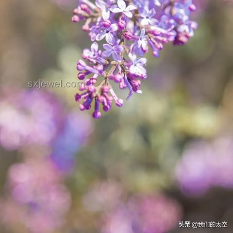 清華大學(xué)校河河水與普通瓶裝水對比分析 清華大學(xué)校河河水與普通瓶裝水對比分析