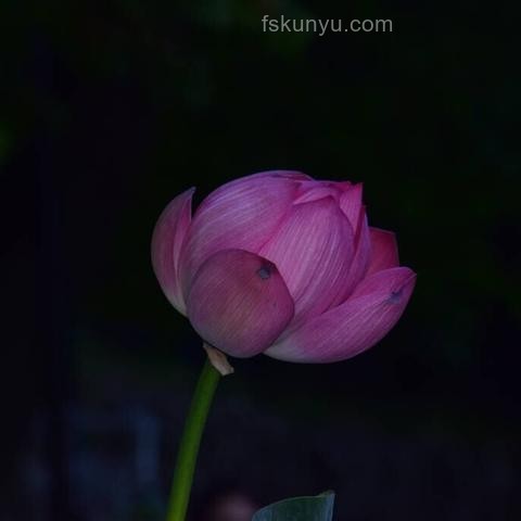 《長安的荔枝》啟示:李善德的職場路徑是當代晉升必備嗎? 《長安的荔枝》啟示:李善德的職場路徑是當代晉升必備嗎?