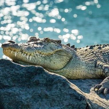 男子意外釣到鱷魚與常規(guī)釣魚事件的對比分析 男子意外釣到鱷魚與常規(guī)釣魚事件的對比分析