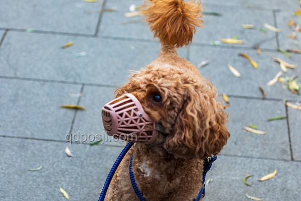 男子教唆犬只攻擊行為對比：責(zé)任與后果分析