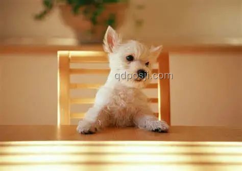 男子教唆犬只攻擊行為對比:責(zé)任與后果分析 男子教唆犬只攻擊行為對比:責(zé)任與后果分析