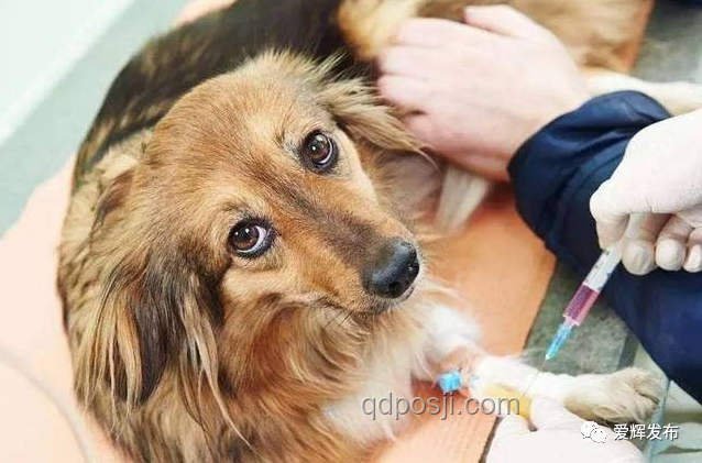 男子教唆犬只攻擊行為對比:責(zé)任與后果分析 男子教唆犬只攻擊行為對比:責(zé)任與后果分析
