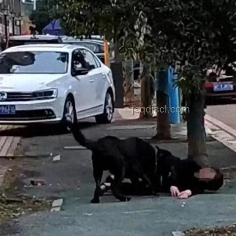 湖南惡犬流竄小區(qū)咬傷人數(shù)案研究 湖南惡犬流竄小區(qū)咬傷人數(shù)案研究