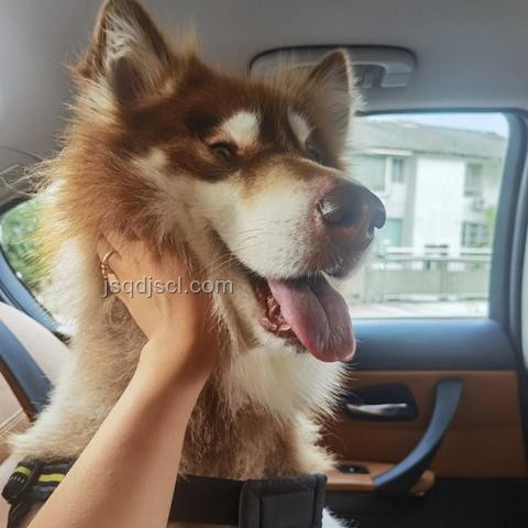 湖南惡犬流竄小區(qū)咬傷人數(shù)案研究 湖南惡犬流竄小區(qū)咬傷人數(shù)案研究