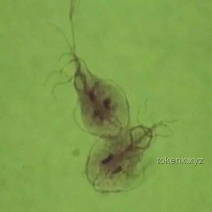 從蟑螂到粥批:跨界視角解鎖生活創(chuàng)新密碼 從蟑螂到粥批:跨界視角解鎖生活創(chuàng)新密碼