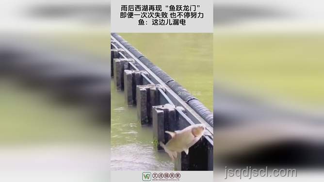 雨后西湖魚躍龍門,預(yù)示成功伏筆新趨勢 雨后西湖魚躍龍門,預(yù)示成功伏筆新趨勢