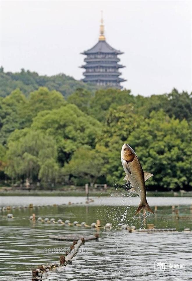 雨后西湖魚(yú)躍龍門(mén)，預(yù)示成功伏筆新趨勢(shì)