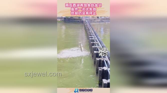 雨后西湖魚躍龍門,預(yù)示成功新趨勢(shì)? 雨后西湖魚躍龍門,預(yù)示成功新趨勢(shì)?
