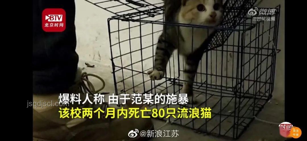 大學(xué)生虐貓事件處理指南：責(zé)任、教育與法律并行