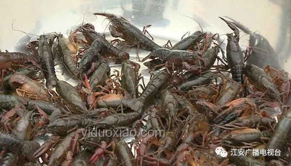 青蟹王VS雀尾螳螂蝦:海洋斗獸背后的養(yǎng)殖與生態(tài)洞察 青蟹王VS雀尾螳螂蝦:海洋斗獸背后的養(yǎng)殖與生態(tài)洞察