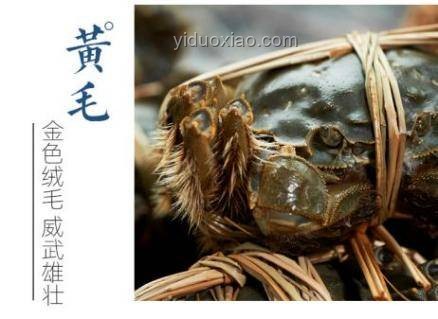 青蟹王VS雀尾螳螂蝦:海洋斗獸背后的養(yǎng)殖與生態(tài)洞察 青蟹王VS雀尾螳螂蝦:海洋斗獸背后的養(yǎng)殖與生態(tài)洞察
