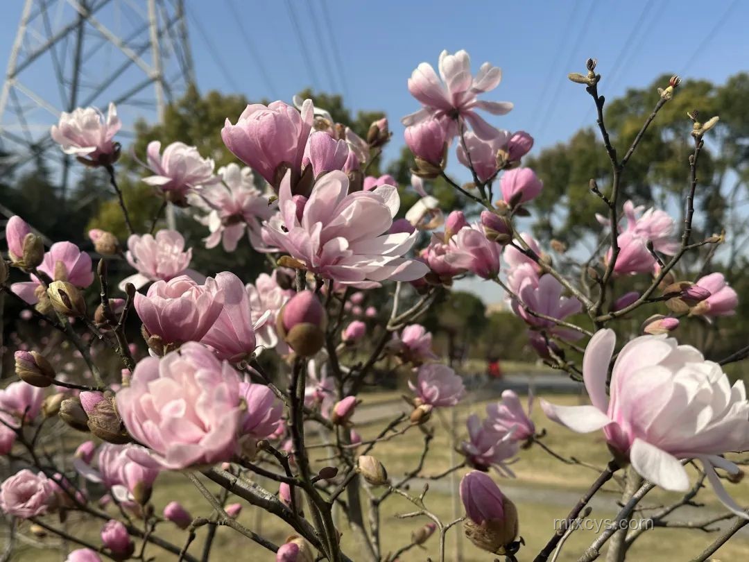 白玉蘭：多重價(jià)值下的市場趨勢與未來發(fā)展