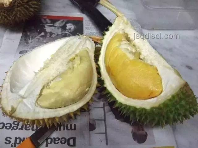 原來榴蓮還有紅色的果肉：揭秘榴蓮品種與果肉色彩的奧秘
