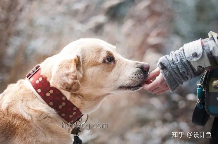 狗的行為啟示與人生導(dǎo)師 狗的行為啟示與人生導(dǎo)師