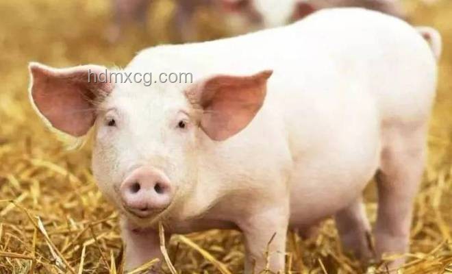 媽咪的可愛(ài)豬:寵物品牌數(shù)字化轉(zhuǎn)型案例研究 媽咪的可愛(ài)豬:寵物品牌數(shù)字化轉(zhuǎn)型案例研究