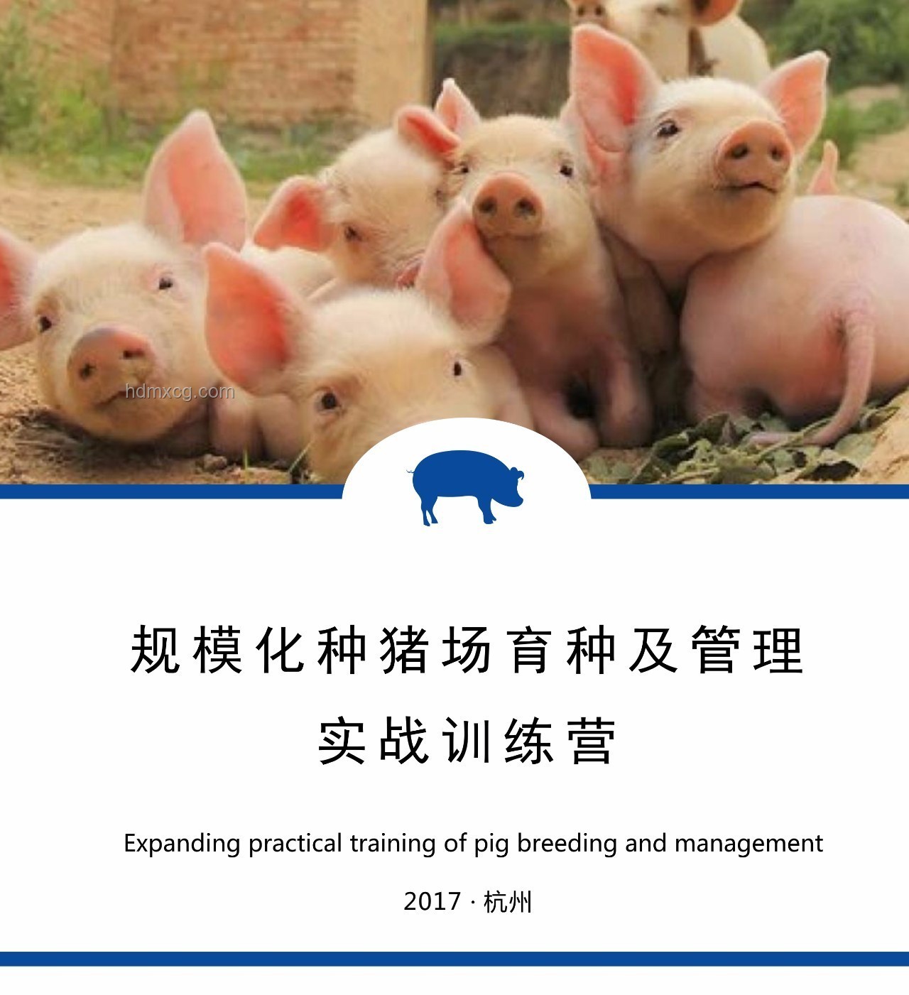 媽咪的可愛(ài)豬：寵物品牌數(shù)字化轉(zhuǎn)型案例研究