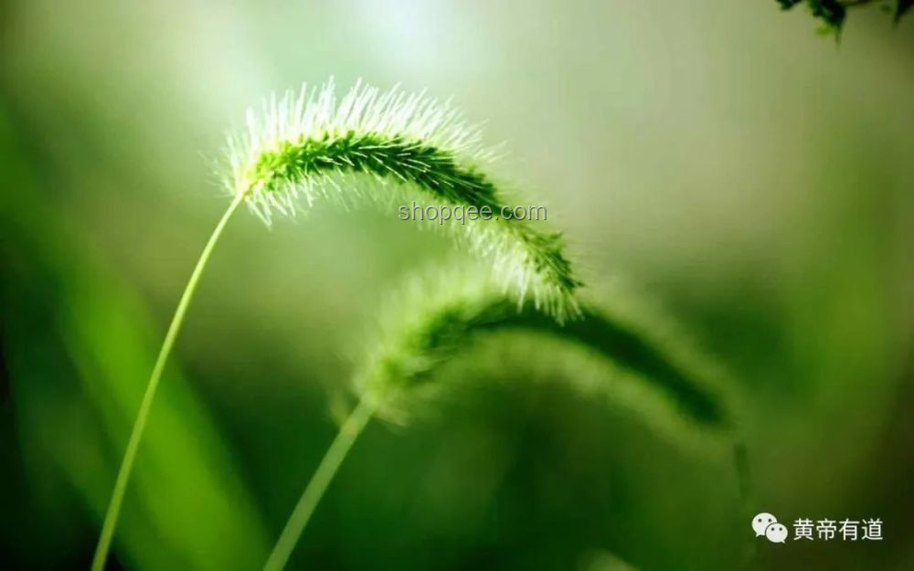 夏天標(biāo)配新視角:狗尾巴草的多元價(jià)值挖掘與行業(yè)機(jī)遇 夏天標(biāo)配新視角:狗尾巴草的多元價(jià)值挖掘與行業(yè)機(jī)遇