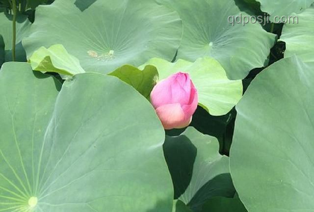 如何評(píng)價(jià)《是女兒是媽媽2》中的李嘉格母女關(guān)系?????? 情感糾葛,共鳴深思 如何評(píng)價(jià)《是女兒是媽媽2》中的李嘉格母女關(guān)系?????? 情感糾葛,共鳴深思