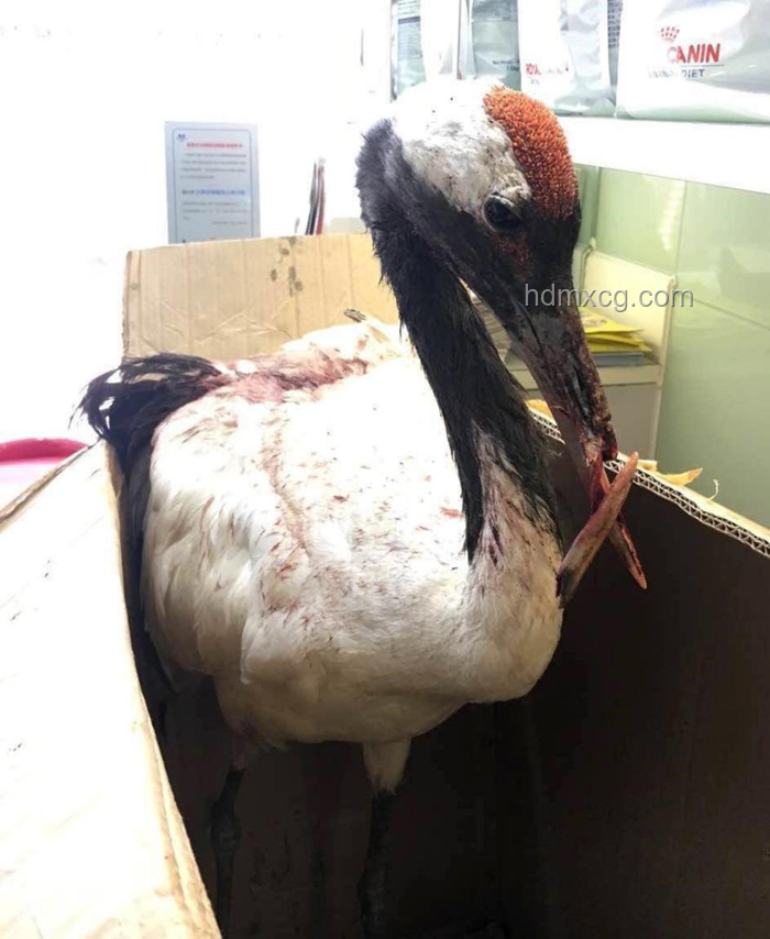 鈦合金鳥嘴拯救丹頂鶴：義體背后的故事