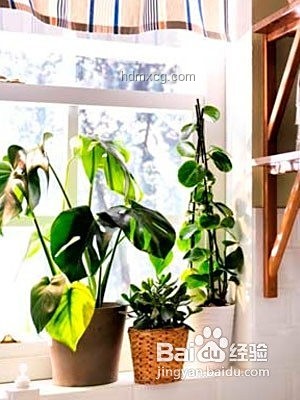 我的清涼家：打造夏日避暑小天地，智能家居,室內(nèi)降溫,節(jié)能技巧,綠色植物