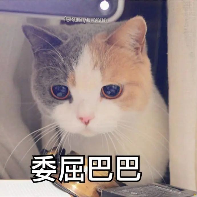 小程邪惡小貓:跨界萌寵激發(fā)創(chuàng)意無限 小程邪惡小貓:跨界萌寵激發(fā)創(chuàng)意無限