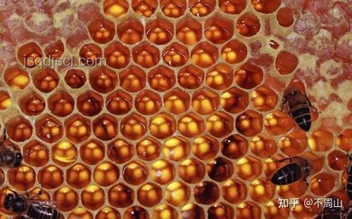 廚房現(xiàn)蜂巢與市售蜂蜜：意外收獲的對(duì)比分析