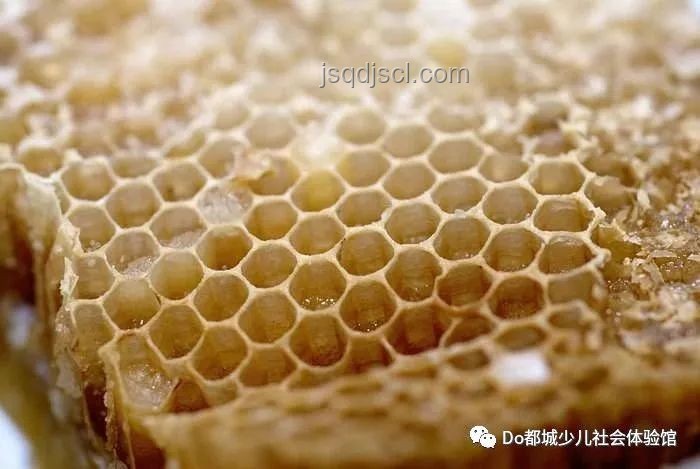 廚房現(xiàn)蜂巢與市售蜂蜜：意外收獲的對(duì)比分析