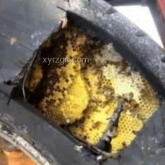 廚房現(xiàn)蜂巢，意外收獲20斤蜂蜜案例研究