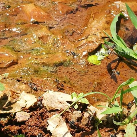 廚房現蜂巢,意外收獲20斤蜂蜜案例研究 廚房現蜂巢,意外收獲20斤蜂蜜案例研究