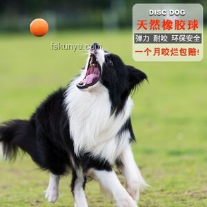 金毛智能行為引發(fā)寵物訓(xùn)練與家居安全新思考