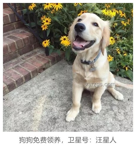 金毛李墩墩開門技能揭秘:寵物智能行為探索 金毛李墩墩開門技能揭秘:寵物智能行為探索
