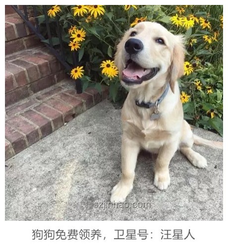 金毛李墩墩開(kāi)門驚奇案:寵物智能行為探索 金毛李墩墩開(kāi)門驚奇案:寵物智能行為探索