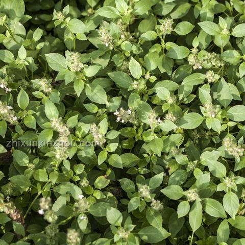 香菜遍布全國(guó),荊芥為何難出河南? 香菜遍布全國(guó),荊芥為何難出河南?