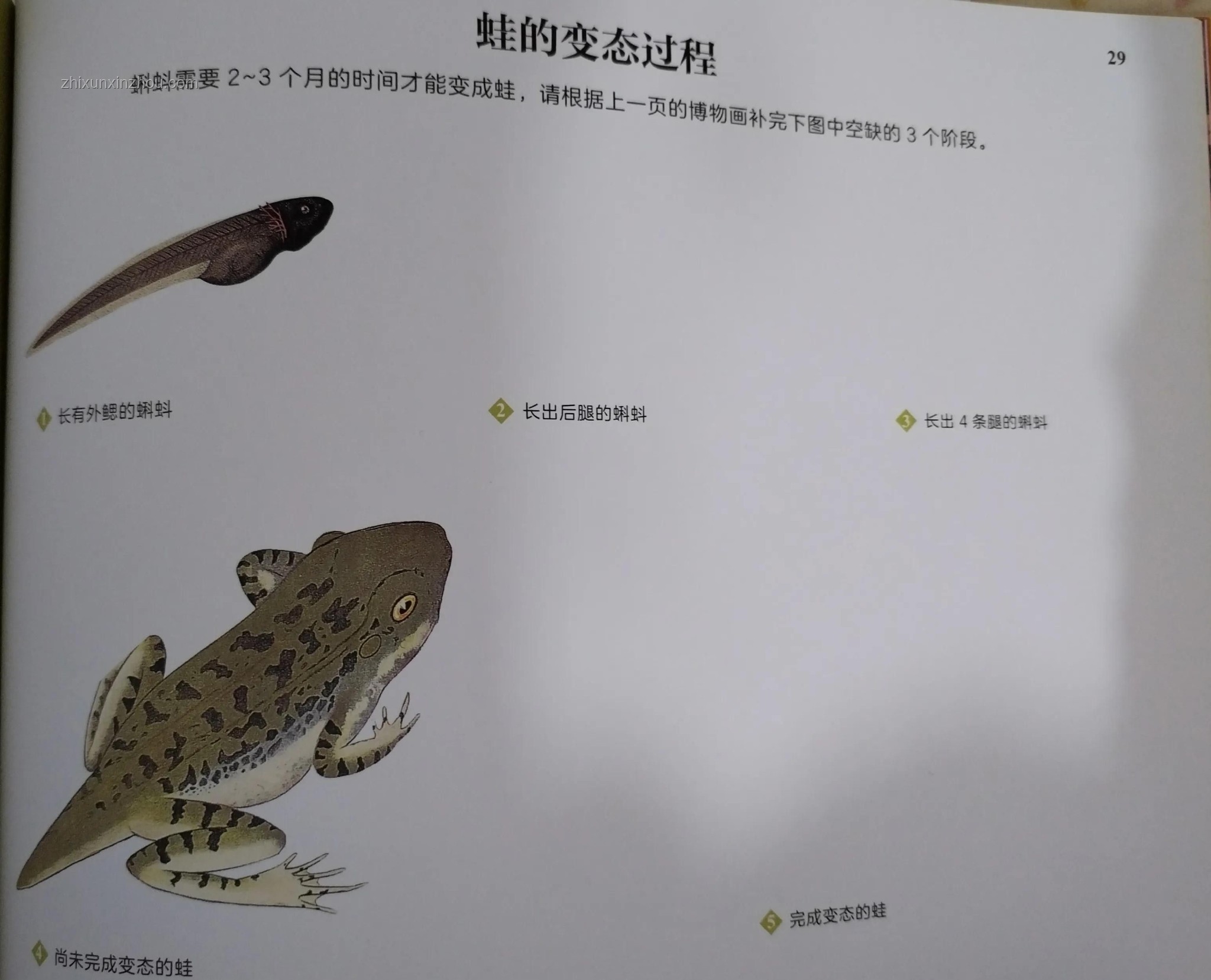 動物睡眠之謎:自保力趨零,為何未被自然淘汰? 動物睡眠之謎:自保力趨零,為何未被自然淘汰?