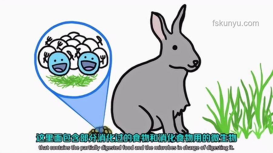 動物睡眠自保能力弱卻未被淘汰的原因分析 動物睡眠自保能力弱卻未被淘汰的原因分析