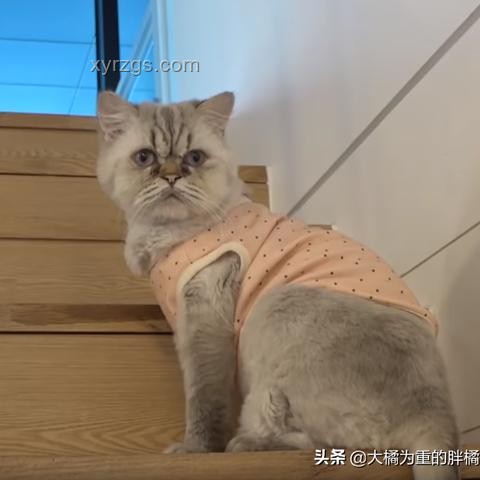 動物睡眠自保能力弱卻未被淘汰之謎 動物睡眠自保能力弱卻未被淘汰之謎